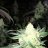 Fossel420
