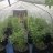 Horne420