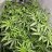 onlyweedmatters