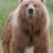 SlappinKodiaks