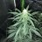 Kushnyvegan