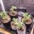 Grower427
