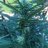 Captainbud