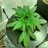 Canngrowout