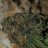 FloridaCoCoCannabis
