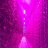 LEDGrows