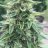 Beaubuds128
