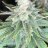 RookFarm420