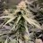 Skunk199