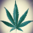 CraftCannabisCulture
