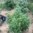 FarmerTimsGarden