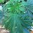 Its420here