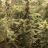 NewEngland420