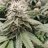 Murphys1Grow
