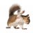 VirtualSquirrel