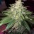 Vermont_grower98