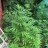 Lizziegrowsat50.