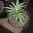 Coronado_organics