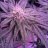 Southerntrichome