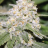 Anonymous_grower
