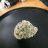 dankkush55
