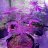 Mrgrows466