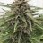 Nugzmaster420