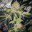 Keepitgrowing247