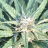 KabillionBuds