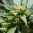 MDoutdoor