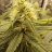 SavageBuds420