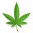 Bambus420