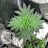 alander420