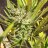 1stTimeGrower2019
