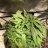 canadiancultivator