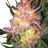 leafsome
