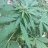 Growgrowcheef10