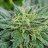 pnw_home_grown