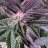 KindBud4208i