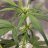 DrGreenThumb0420