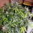 Co2BUDS