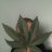 TopShelfTrees