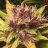 Weedplug1