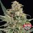 gardener60