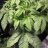 CRPSgrower
