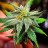 SativaBob