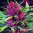 Luv2grow81