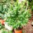 King_Cannabis