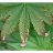 pouce_vert
