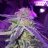 Tvm420